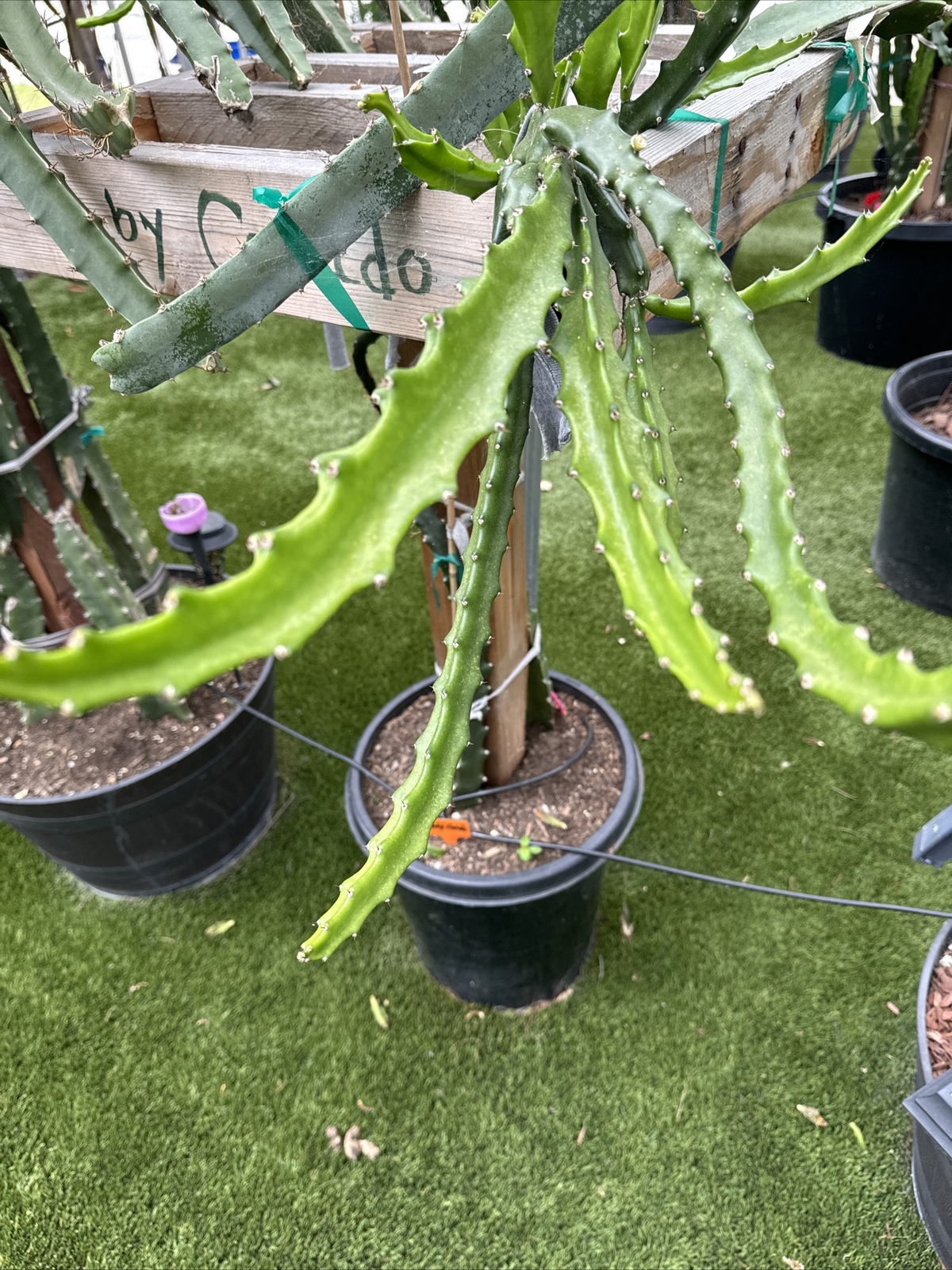 Baby Cerado , Dragon fruit cutting 8″-12″