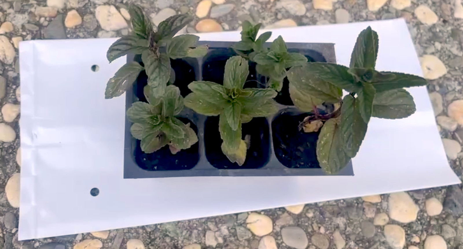 6 Fresh Organic Live Peppermint Rooted Plants Cuttings – Medicinal & Vigorous