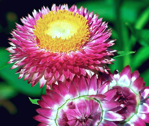STRAWFLOWER MIXED COLORS Helichrysum Monstrosum – 1,000 Bulk Seeds