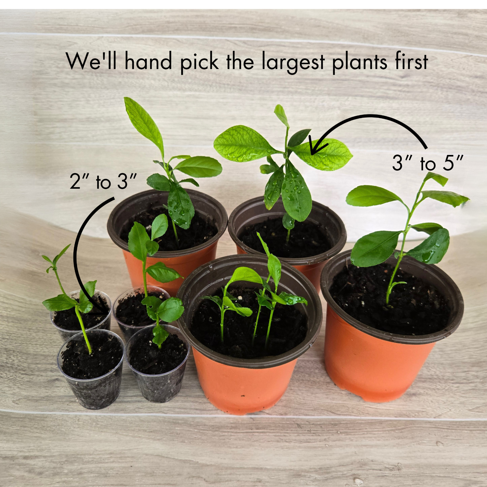 Lemon Yellow Eureka Trees Live Starter Plants, Seedling, Rooted, Grown from Seed