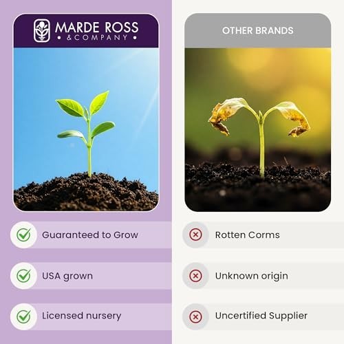 10 Large Saffron Crocus Corms – Purple Blooms – Perennial Bulbs for Outdoor Plan