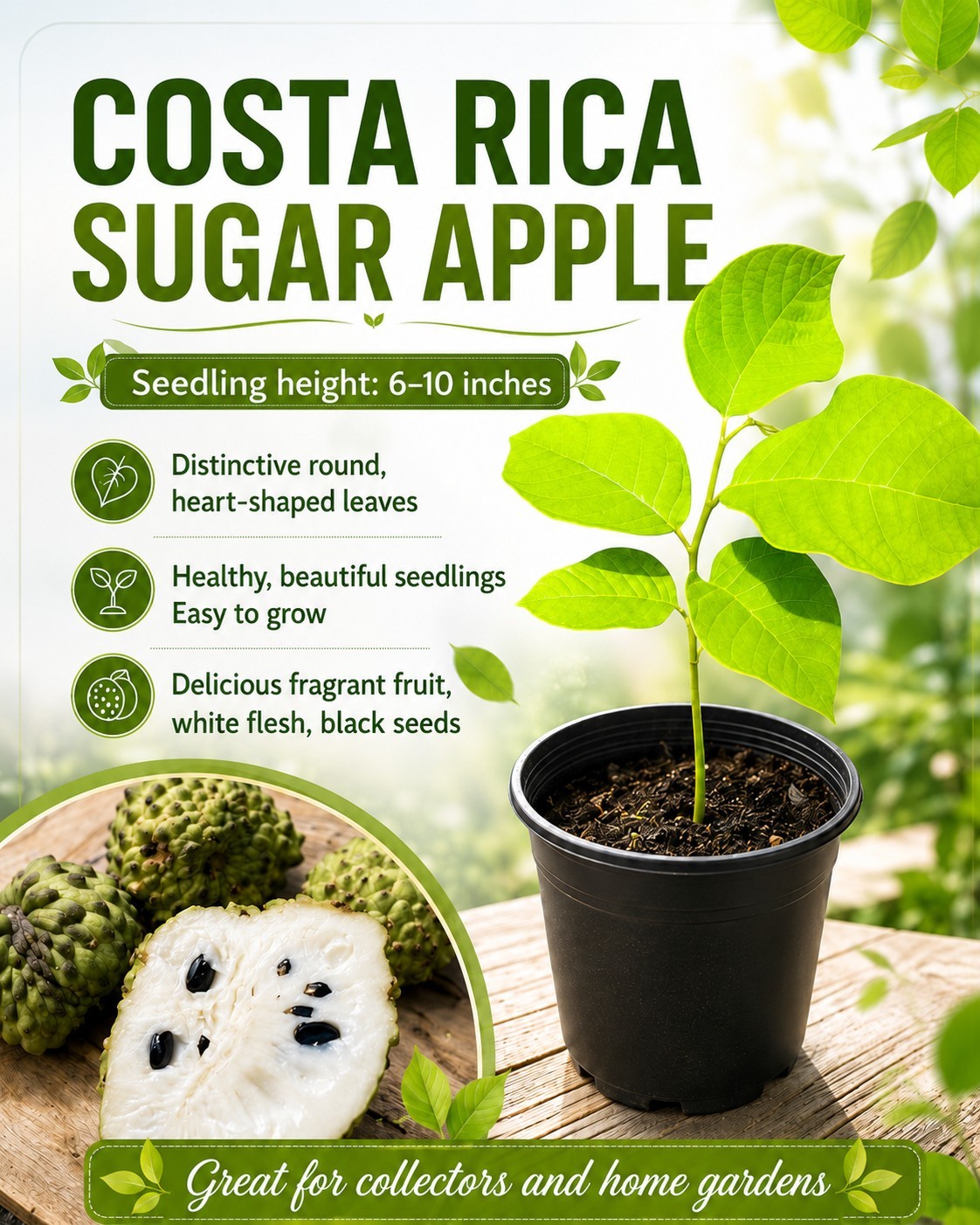Costa Rica Sugar Apple Seedling 6-10″ Rare Seed Grown Tropical Fruit Tree