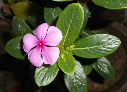 100+ Dwarf Pink Periwinkle Seeds (Vinca Rosea Delicata) Flowers GROUND COVER