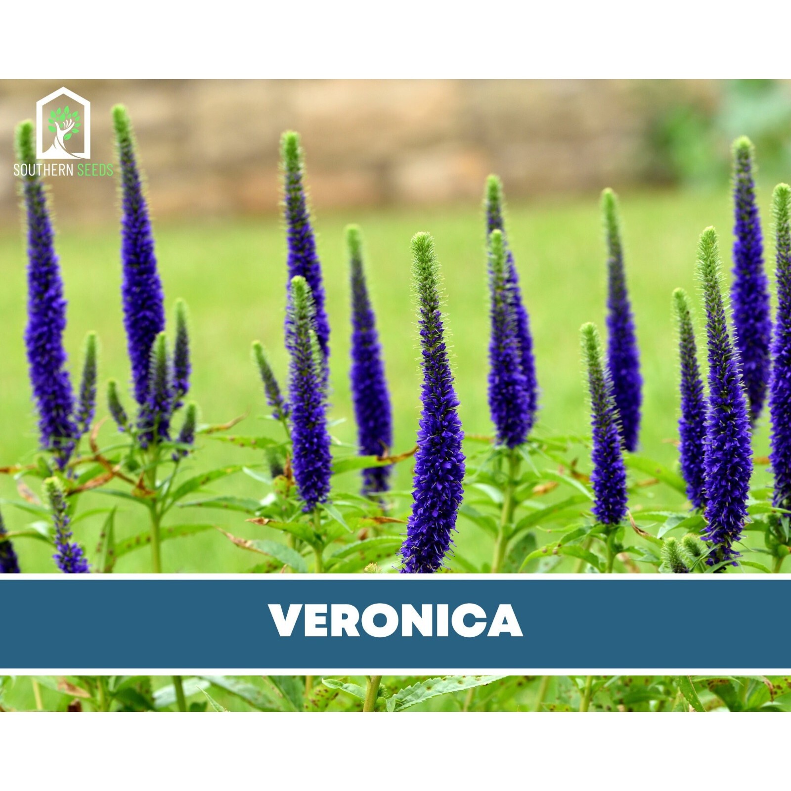 Veronica (Spiked Speedwell) – 50 Seeds (Veronica spicata)