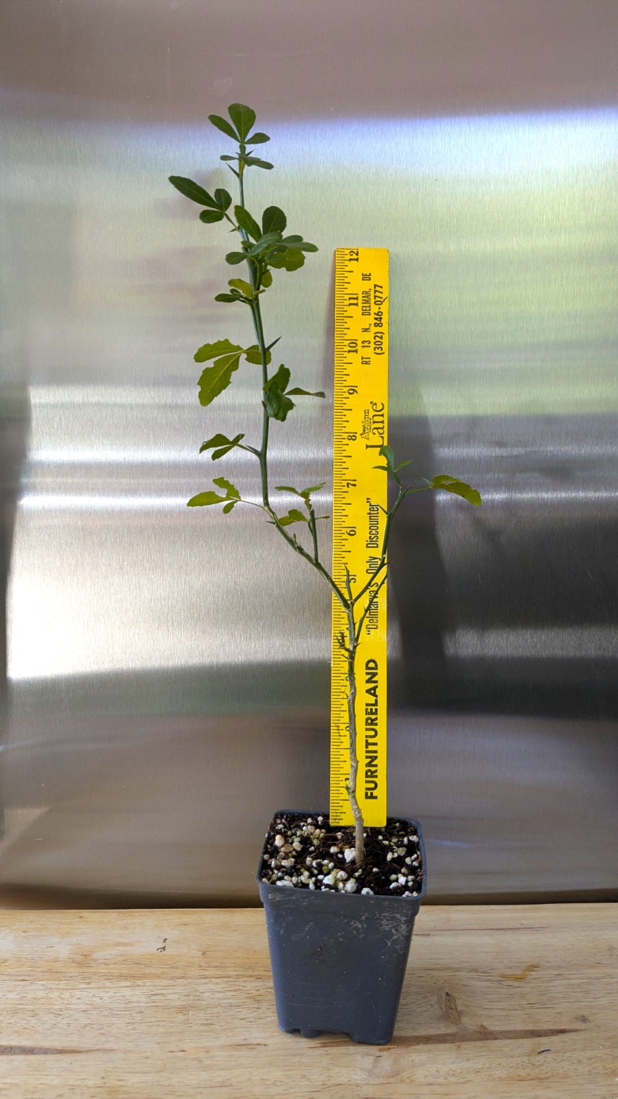 2 (Two) Hardy Orange Live Trees (2 ” pot) Citrus trifoliata /Flying Dragon