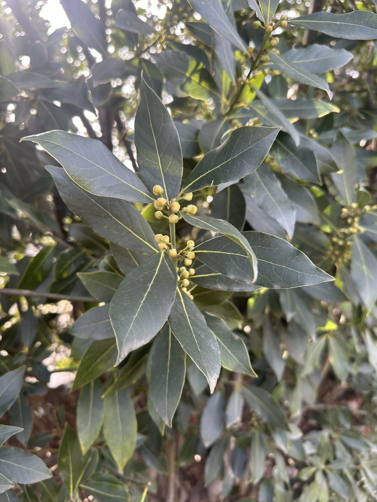 Bay Laurel Tree 5 Stem Cuttings For Propagation Culinary Free Shipping