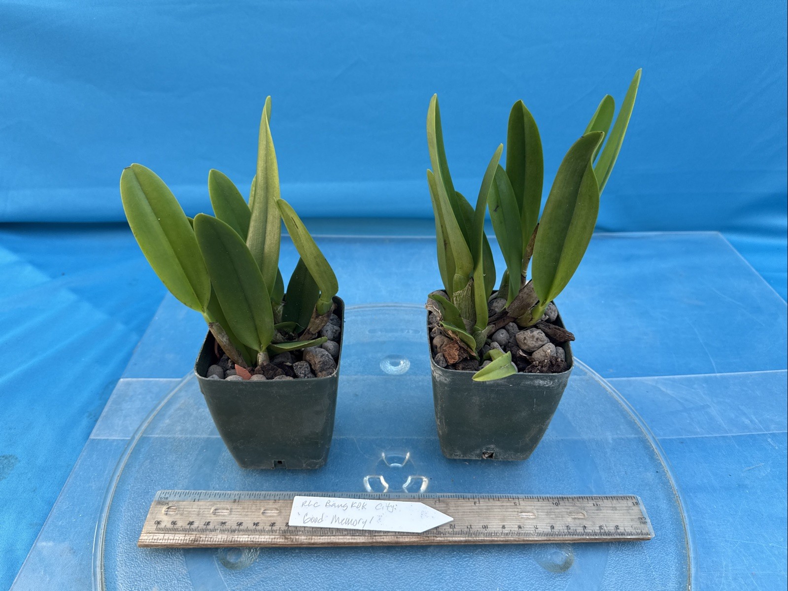 Rlc Bangkok City ‘Good Memory’ Orange Yellow Fragrant Mericlone Orchid 4” Pt