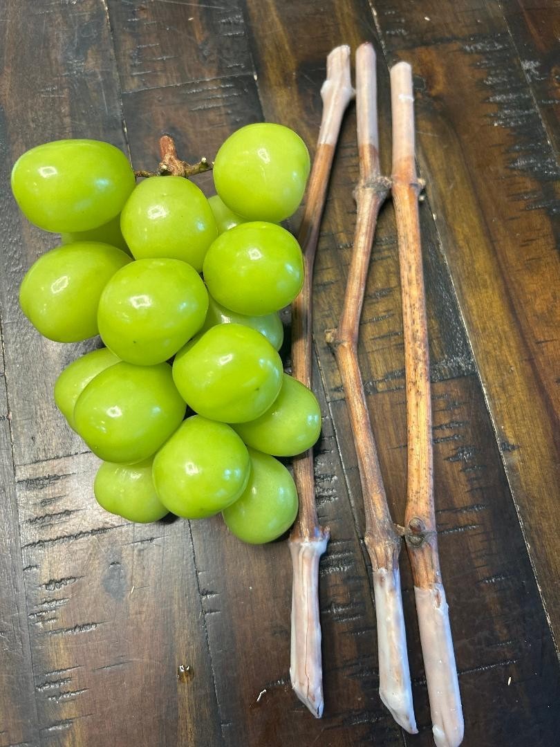 Shine Muscat Seedless grape- 3 fresh cuttings, no roots, rooting or grafting
