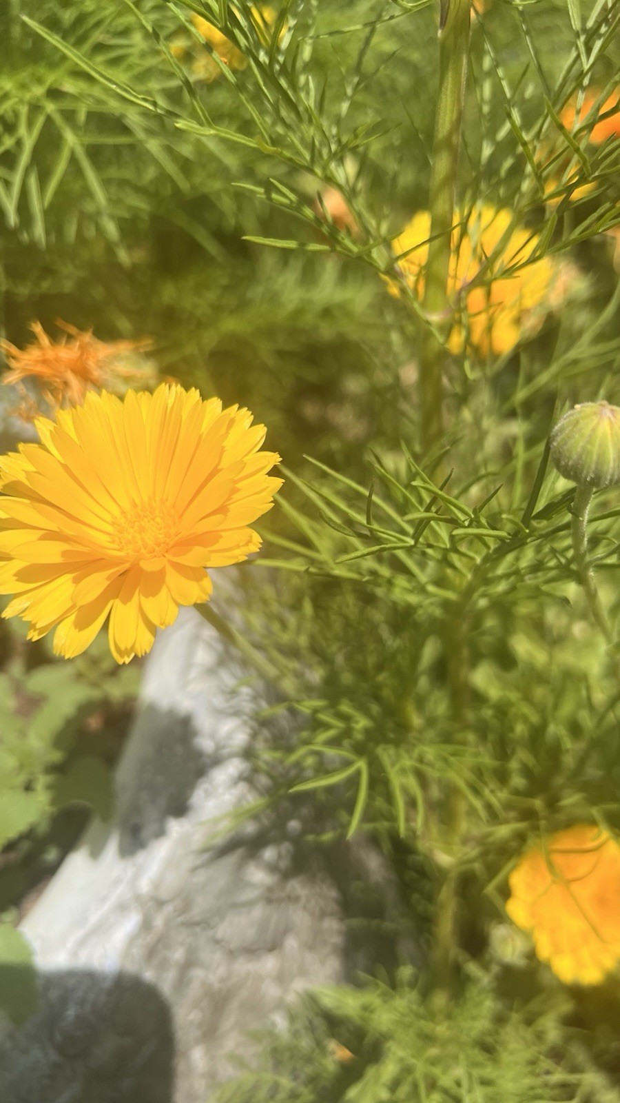 Medicinal Calendula (Calendula officinalis) 2 Gr. organic, DEER RESISTANT!