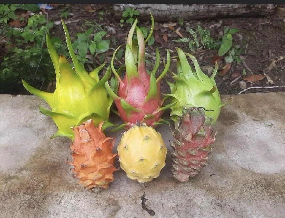 3 A5 DRAGON FRUIT CUTTING 10-12 Inches Check Description