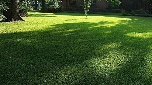 Seville | Sod Plugs | Stenotaphrum Secundatum | Low Maintenance | Hardy Lawn
