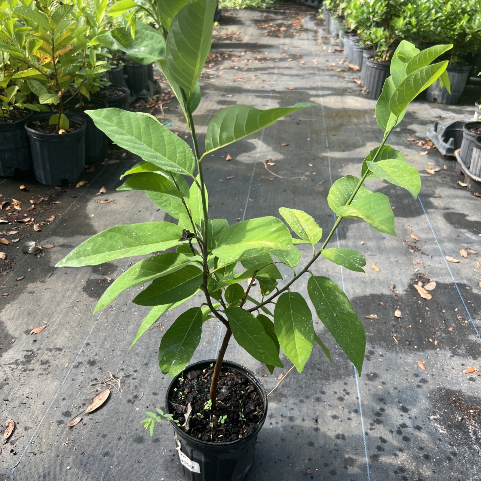 Green sugar apple – 1gal – 1-2 feet – NO SHIP CA