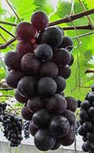 GRAPE “KYOHO” 3 grape vines cuttings