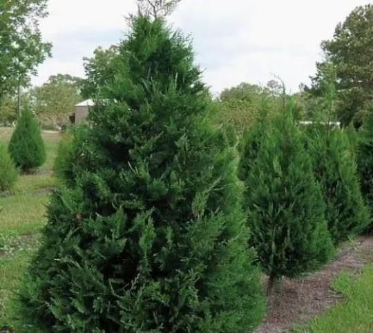 25 Murray Cypress tree 2.5″ pot