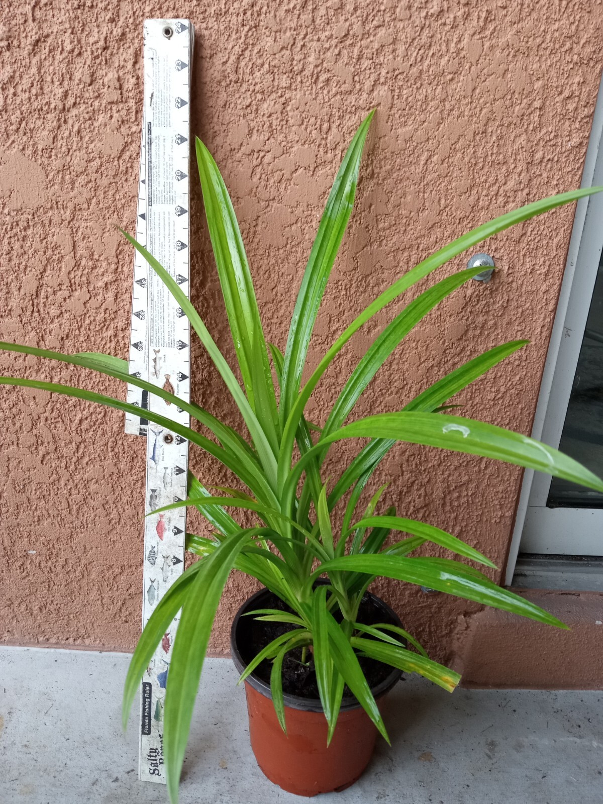 Mother + Babies Pandan fragrant , Pandanus amaryllifolius rooted live Plants