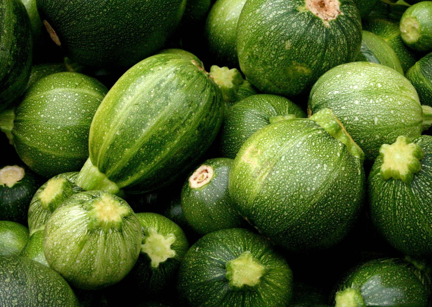 Squash Zucchini Round Seeds 25 Ct Summer Vegetable NON-GMO USA FREE SHIPPING