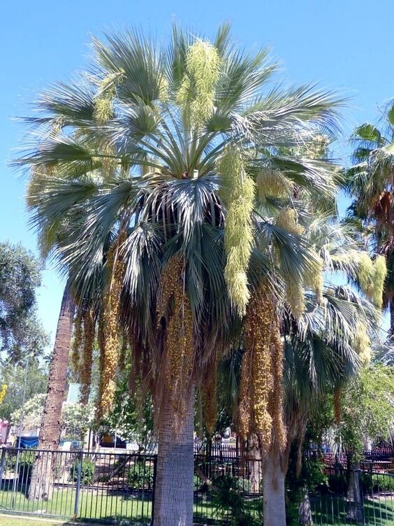 20 Mexican Blue Hesper Fan Palm Tree Seeds Grey Goddess Tropical Cold Hardy!