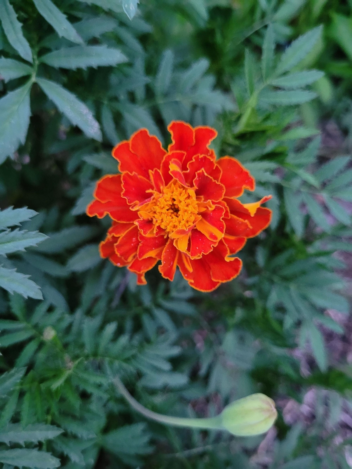 20+ French Marigold Mix Seeds Produce Large 18″ Plant with lots of 1.5″ blooms