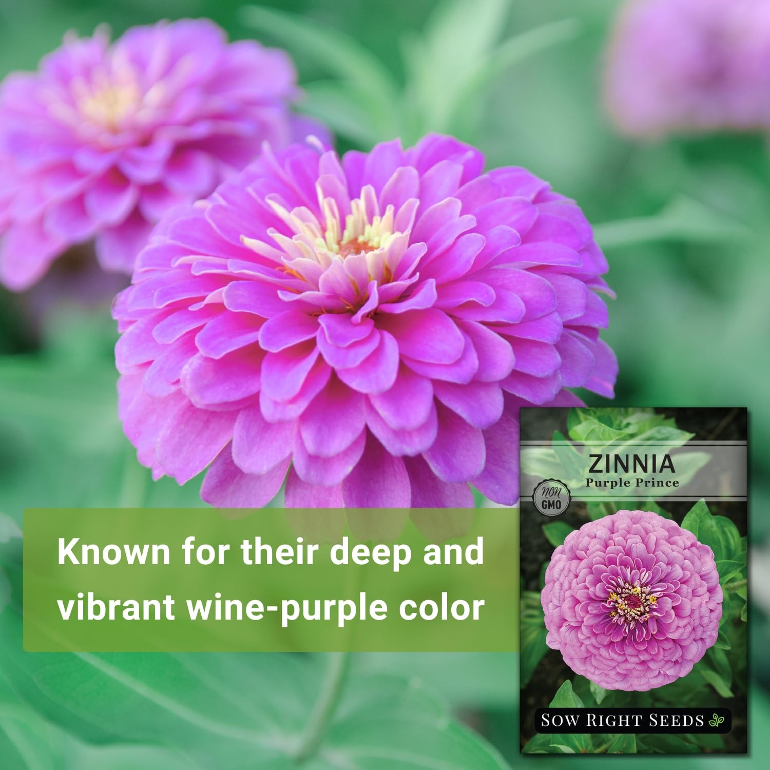 Sow Right Seeds – Purple Prince Zinnia Flower for Planting – pink