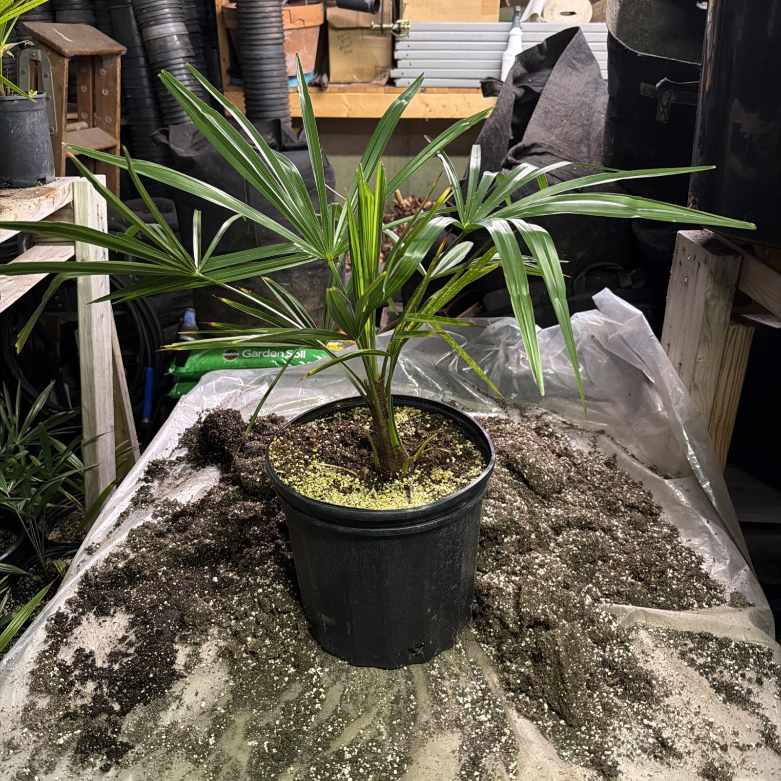 Windmill Palm Tree – 16-18” From Base – Shipped Almost Bare Root