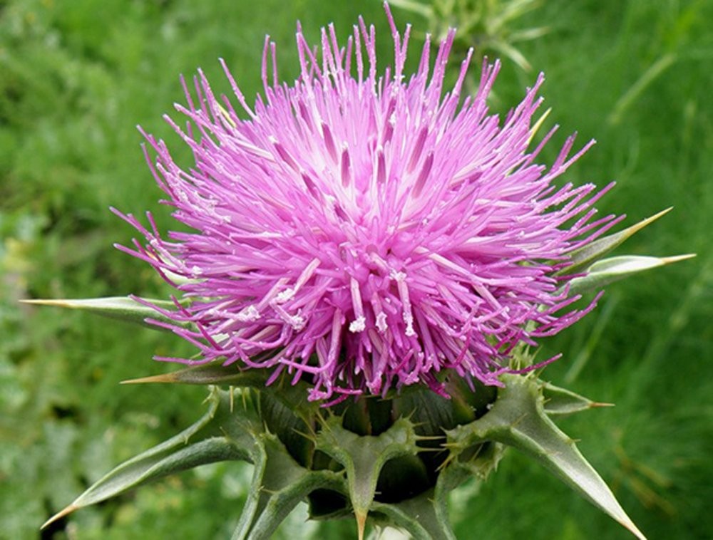 Milk Thistle Seeds – Non-GMO, Heirloom, Purple Variety for Health Benefits