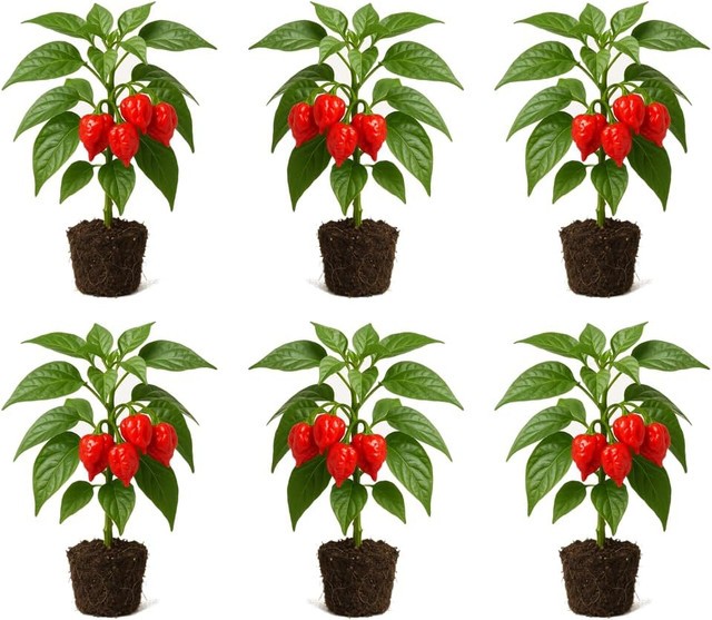 6-Pack Carolina Reaper Pepper Live Plant – Vegetable, Outdoor, Full Sun, USDA 9