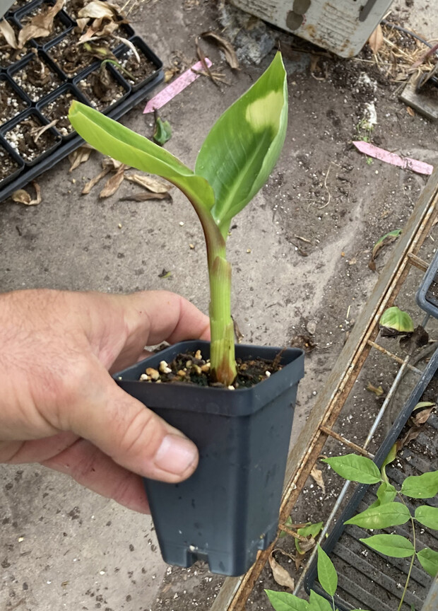 Dwarf Green Banana – Cavendish Type – Live Plant – Musa Dwarf Green