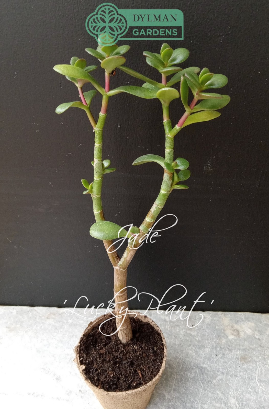 Jade Plant (Crassula Ovata) – Lucky Plant – Indoor Houseplant – Multiple Sizes