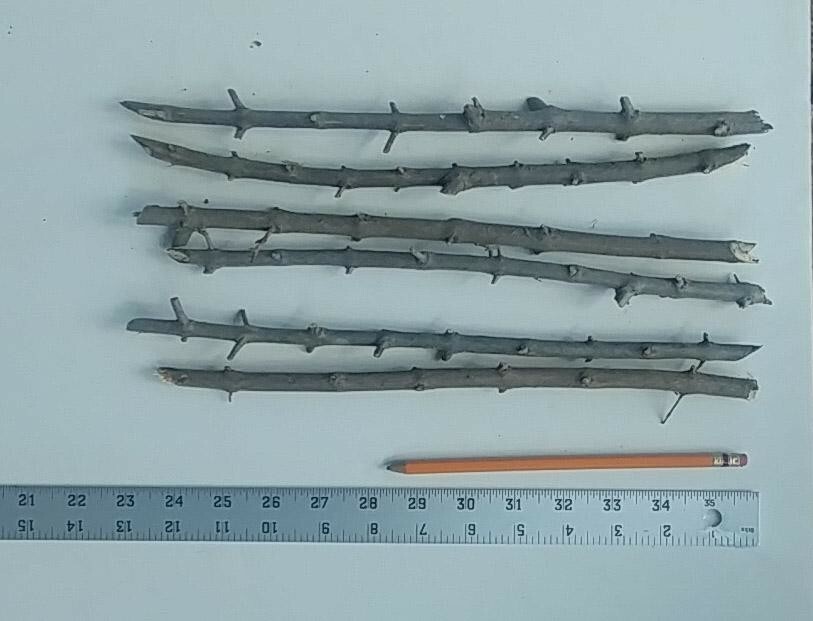 6 (six) cuttings of POMEGRANATE (WONDERFULL) 8″-12″ for propagation (no root)