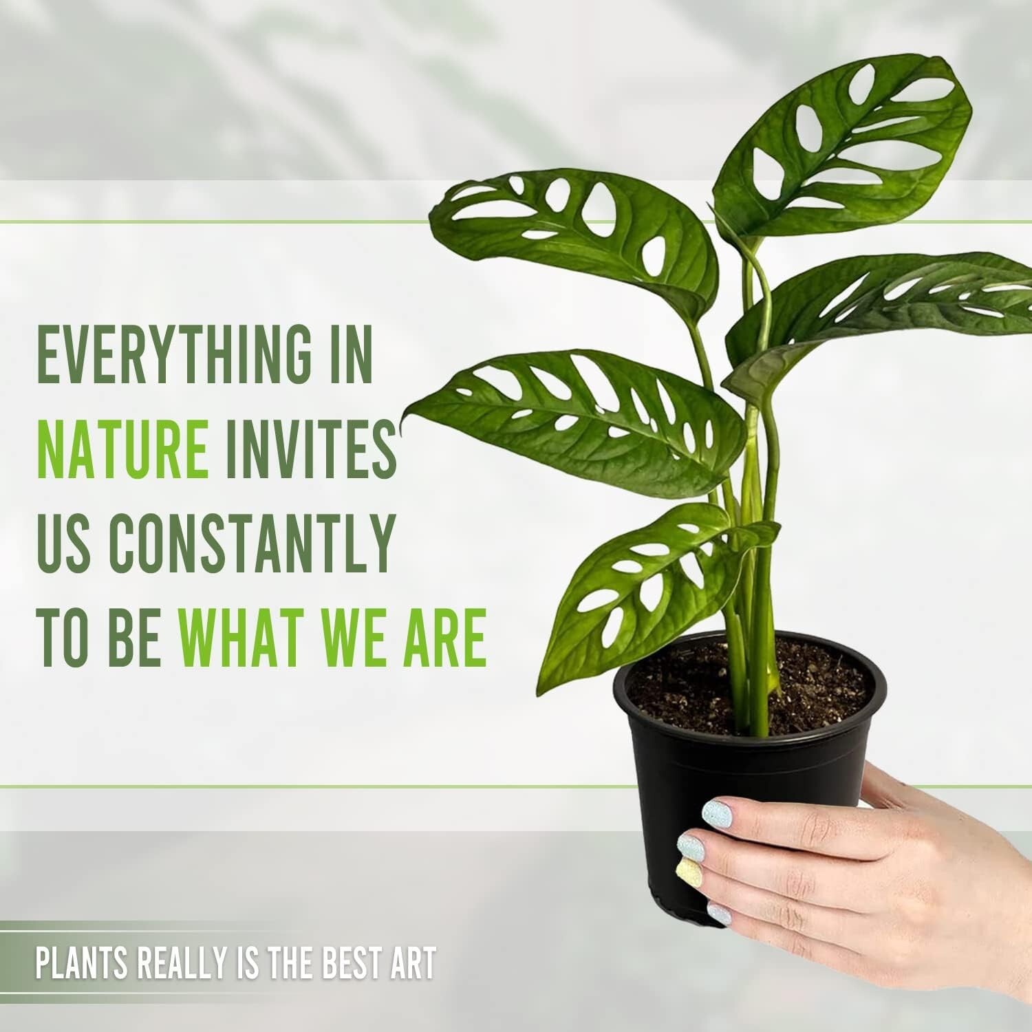 Monstera Adansonii Swiss Cheese Plant (2 Pack) | Live Indoor Decoration Plants