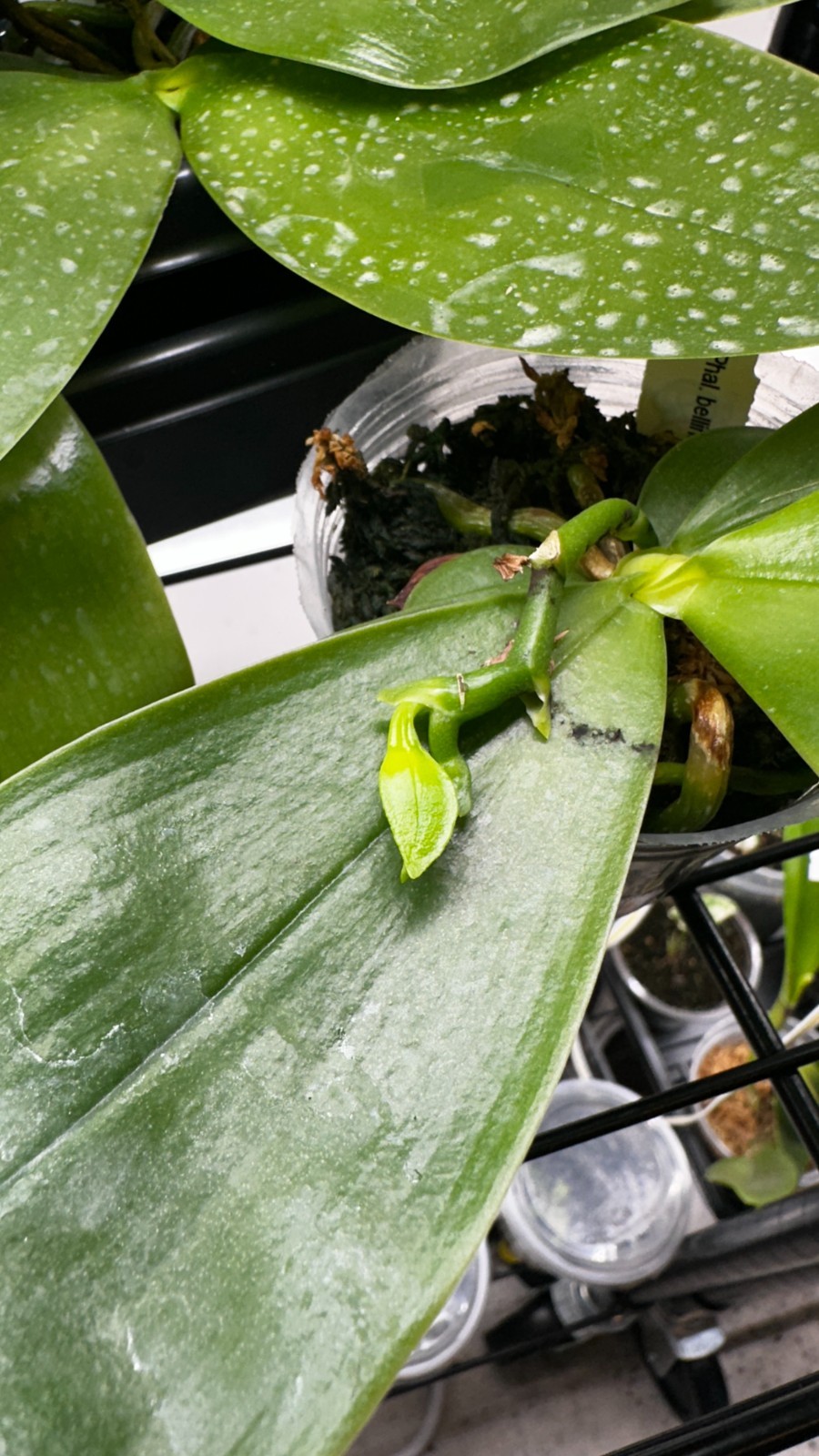 Phalaenopsis bellina ‘Fire’ x sib [IN SPIKE]