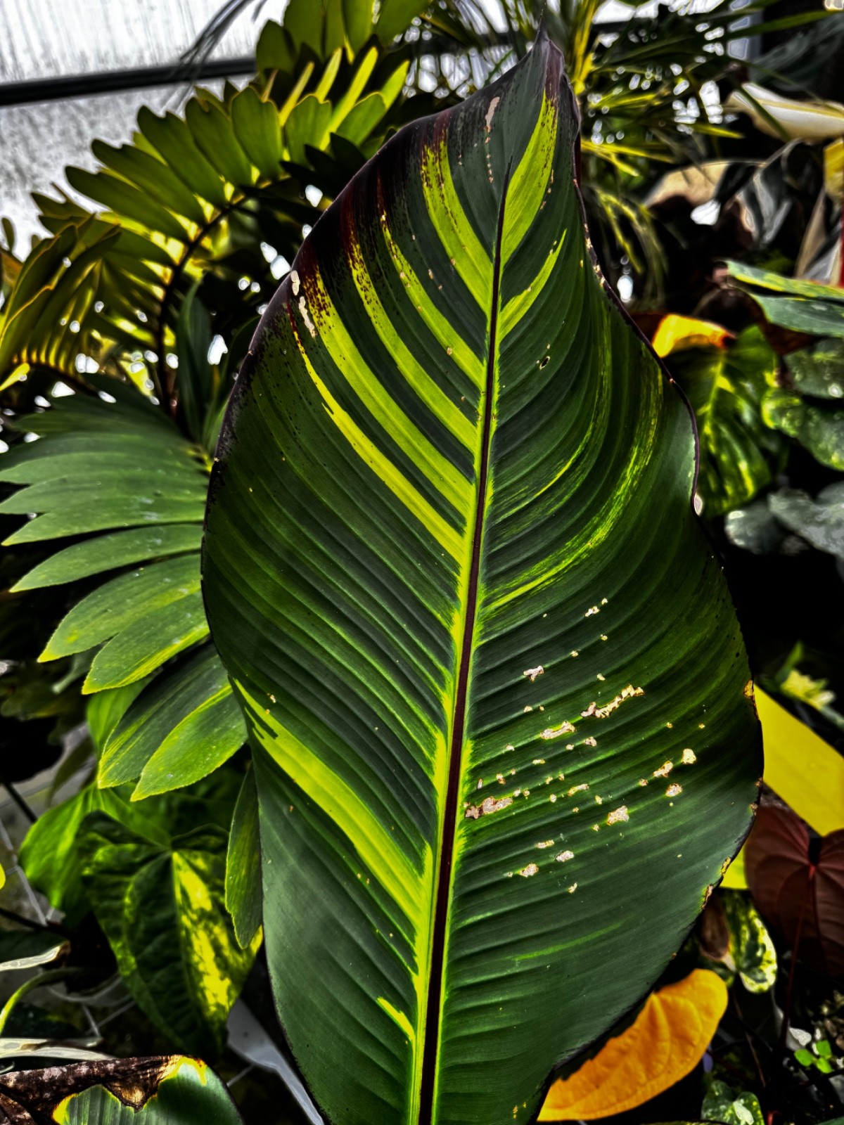 Extreme rarity Aurea Ensete maurelli Sport Variegated Not Nono Banana