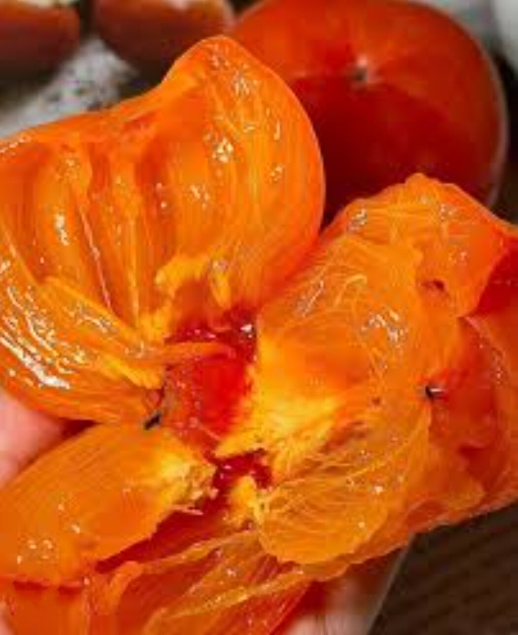 120 Seed Japanese Persimmon for Planting Non GMO Heirloom FuYu Persimmon