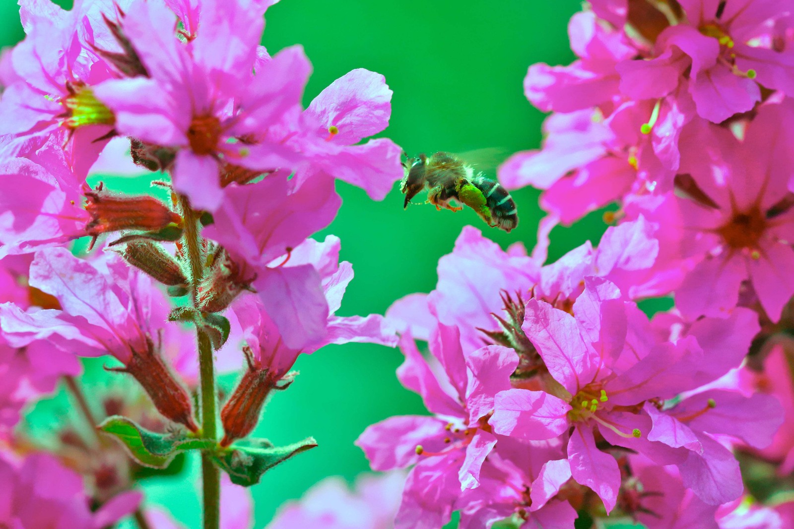 1000 PINK WINGED LOOSESTRIFE Lythrum Alatum Flower Seeds