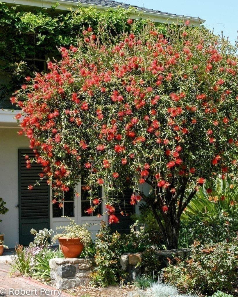 Bottlebrush Red Cluster | 1 Gallon | Callistemon citrinus | Low Maintenance