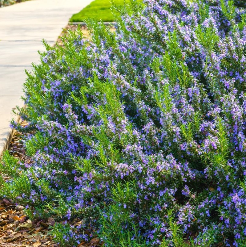Set 3 Tuscan Blue Rosemary Plants 4-7″ Tall Rosemary Plants Fragrant Herb