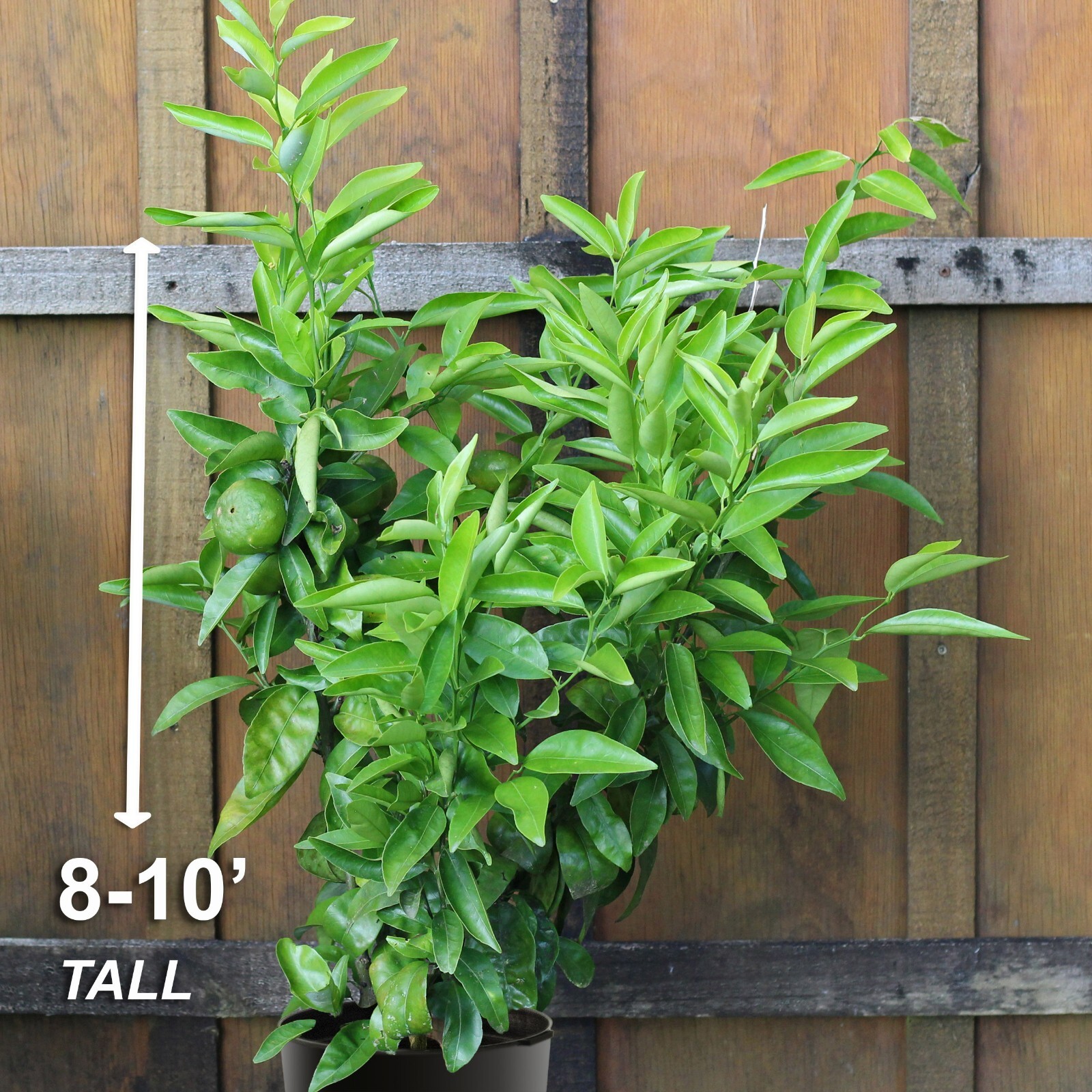 Garden State Bulb Persian Lime Tree, Citrus Live Plant (1 Gallon Potted)