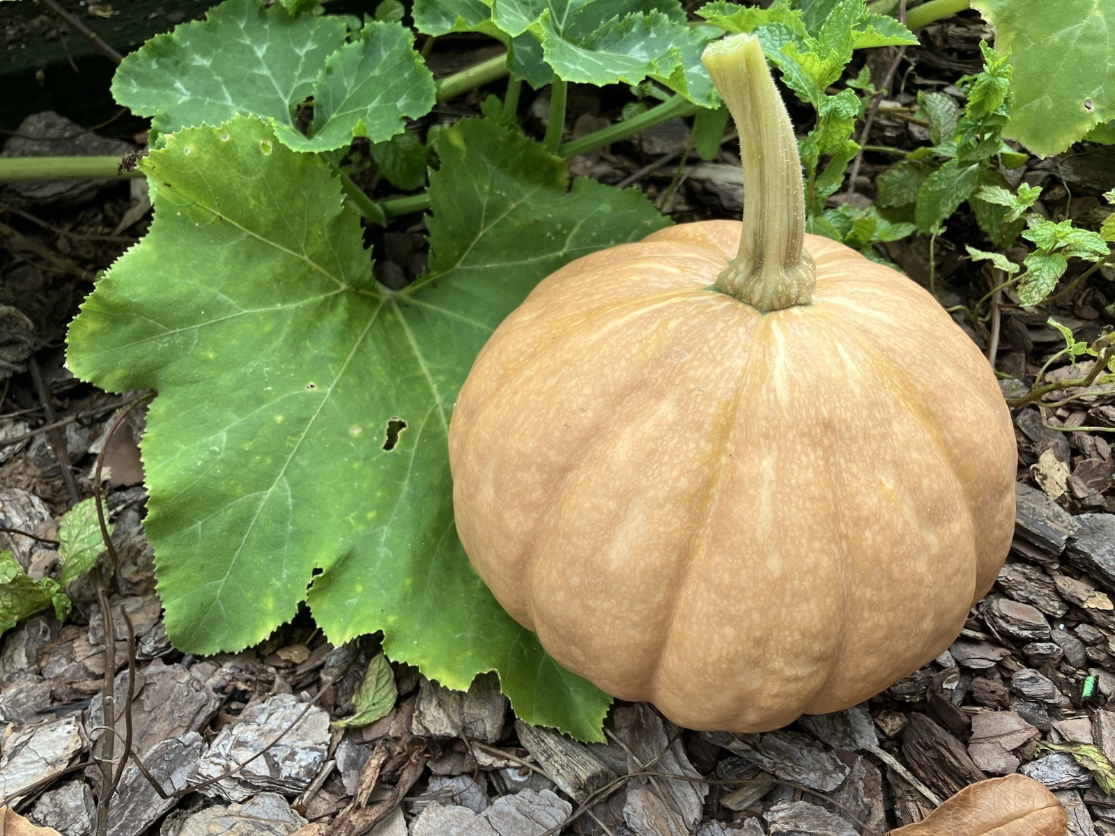 15 Organic Seminole Pumpkin Seeds