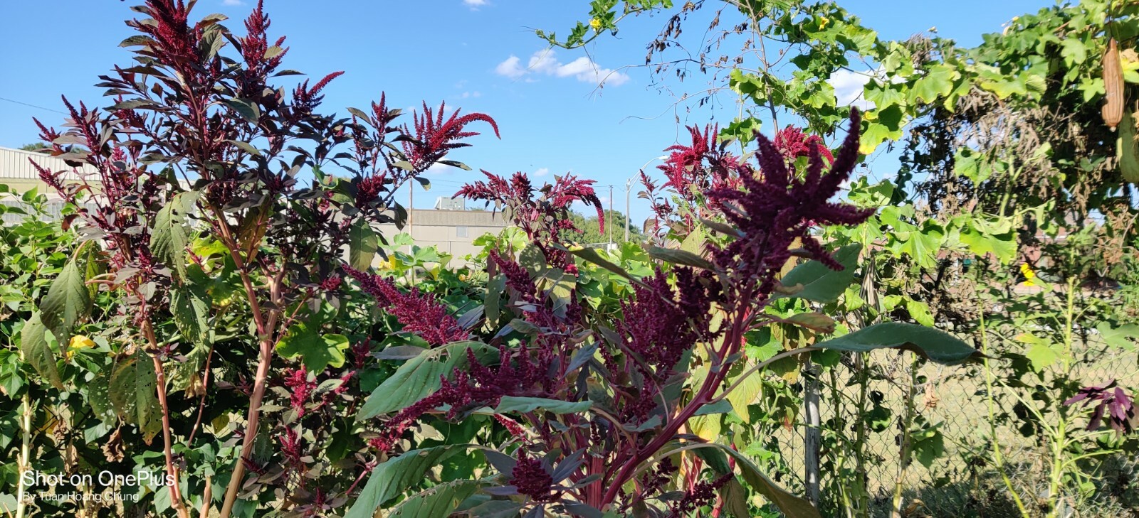 1000+ Red Amaranth Edible Herb Seeds / Rau Dền Đỏ for 2024 season . US seller