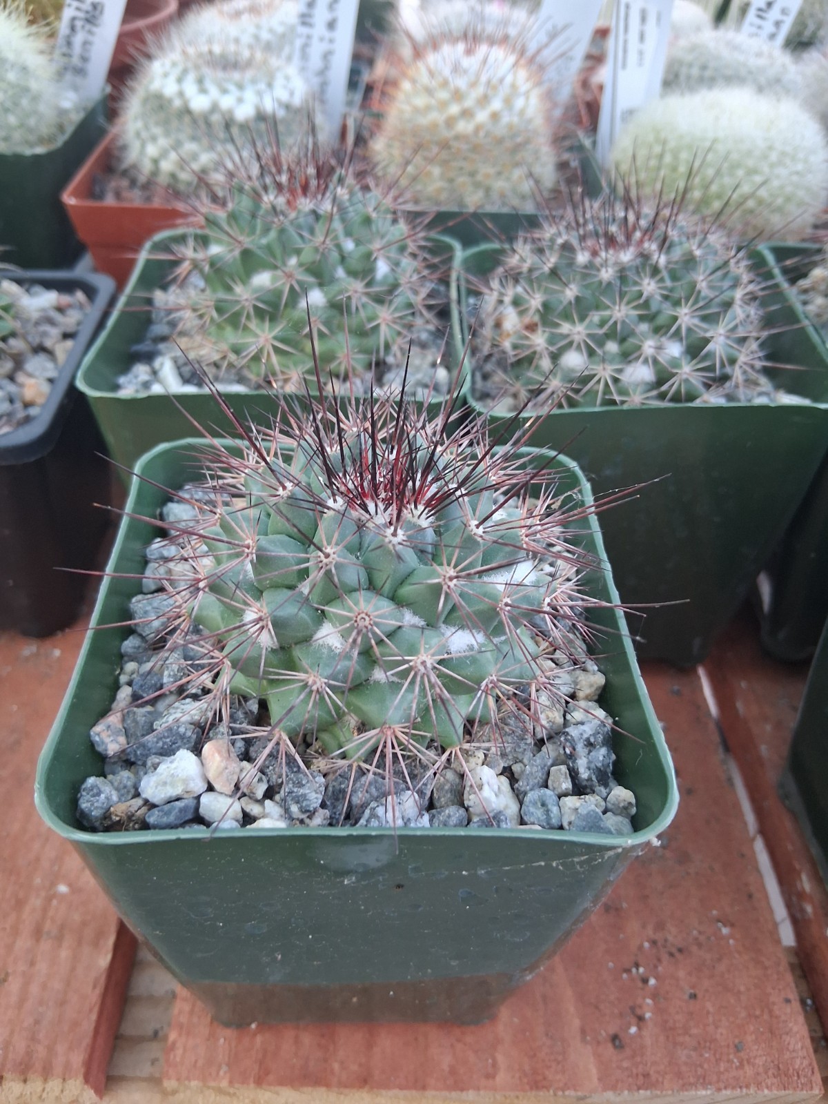 Copiapoa Tenuissima PURPLE Cactus Blooms Yellow Ships In 4″ Pot Just Beautiful