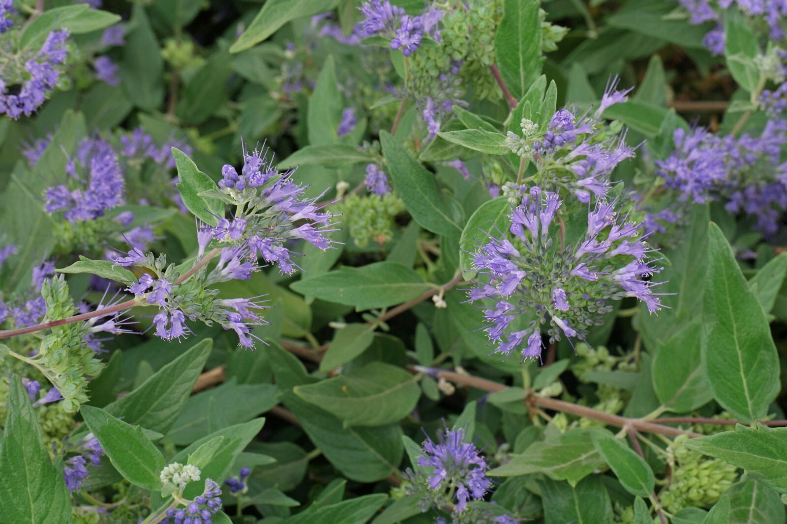 50 Seeds Bluebeard – Caryopteris clandonensis, deciduous shrub with Blue Flowers