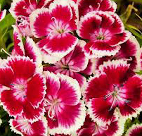 SWEET WILLIAM 100+ SEEDS BEAUTIFUL CLUSTERS OF FLOWERS