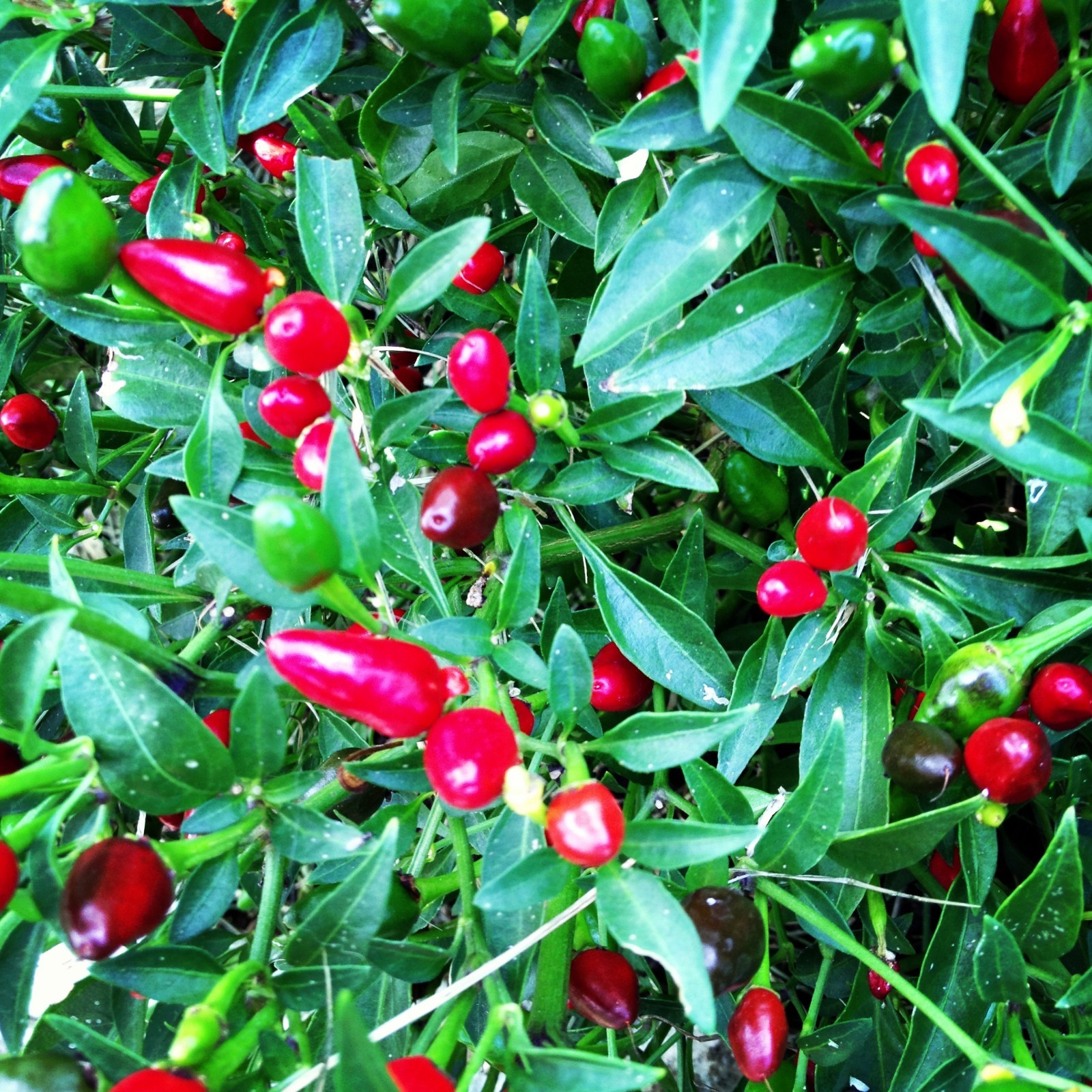 10+ Pequin Pepper seeds (organic chili, chile)
