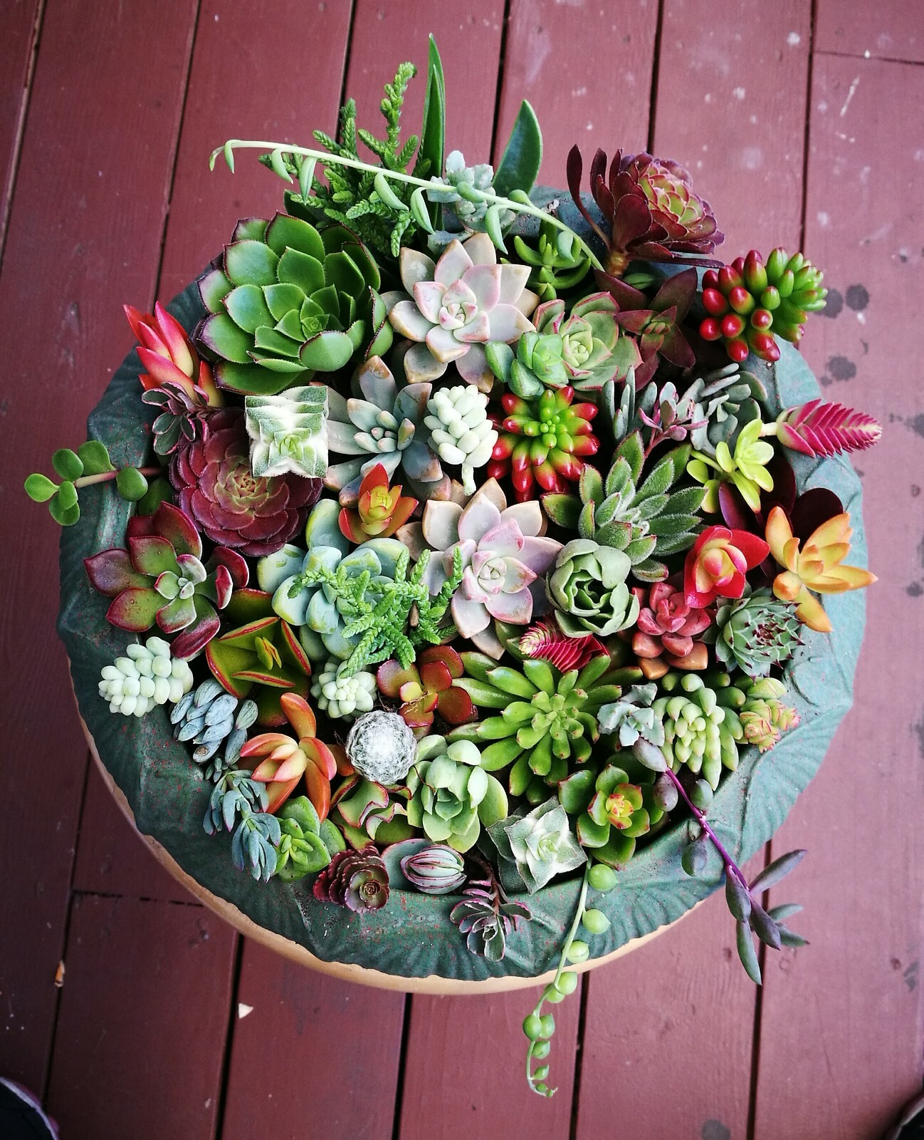 12 or 22 Assorted Succulent Cuttings/ 12 or 22 Varieties