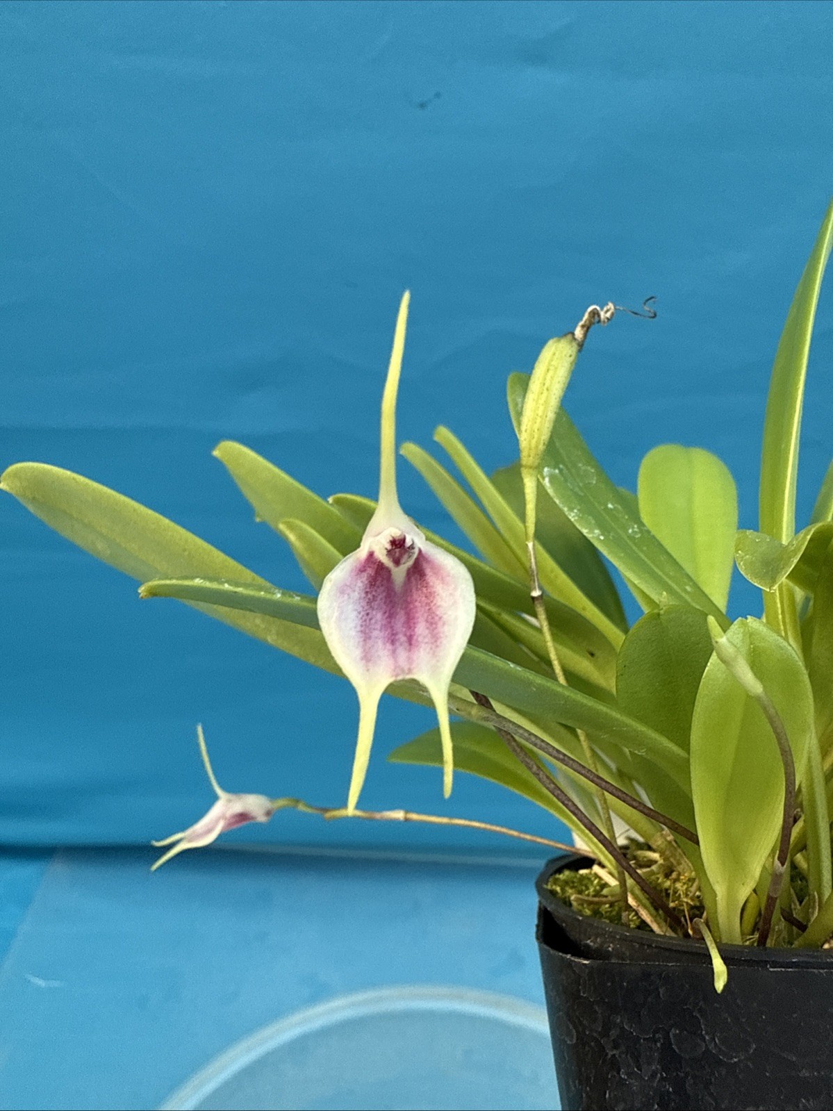 Masdevallia floribunda Ssp Tuerckheimii Yellow Pink BS Orchid 2.5” Pot (CJ16)