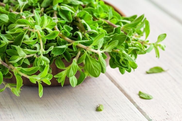 100 Sweet Marjoram Seeds Origanum Majorana Edible Culinary Medicinal Herb Garden