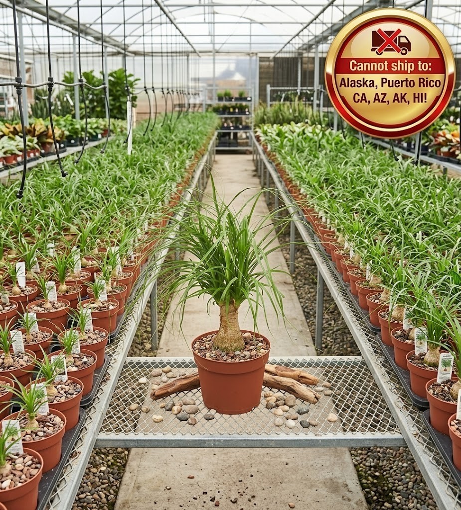 Ponytail Palm Beaucarnea Recurvata Live Plant 6″ Pot Elephant Foot Houseplant