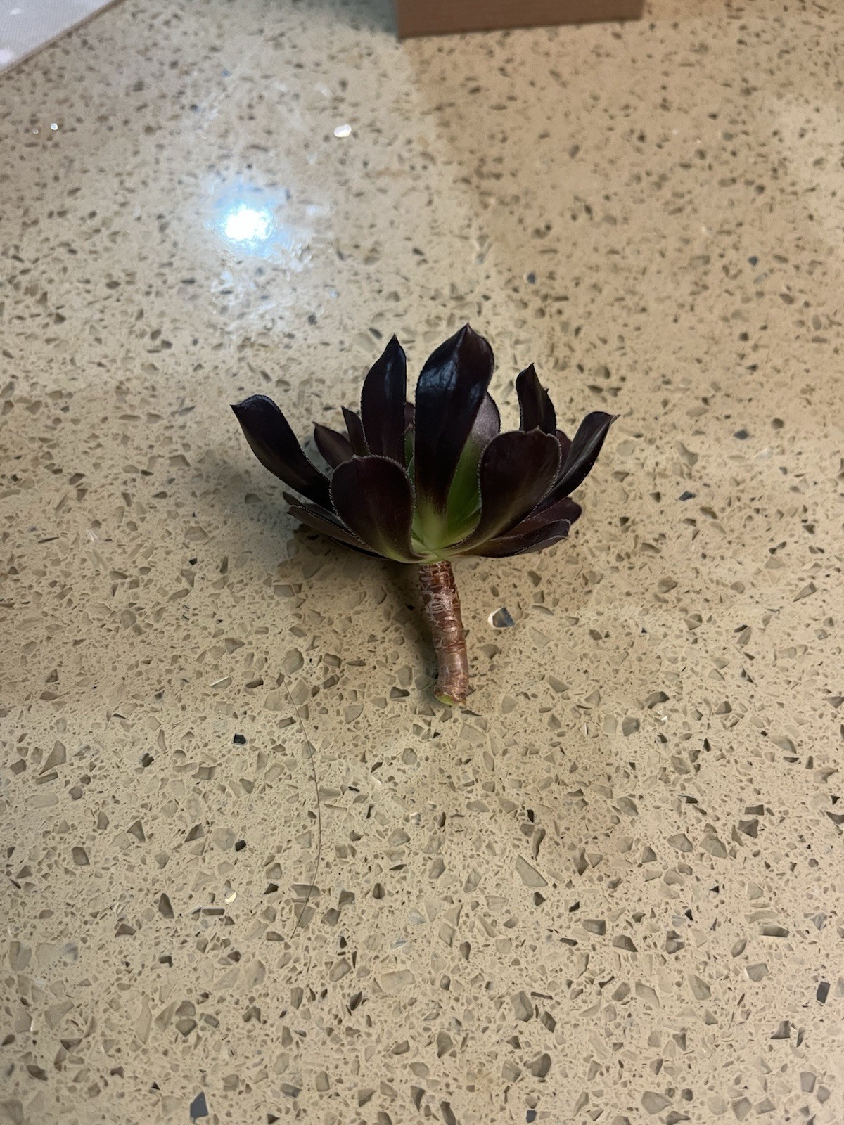 BLACK ROSE Deep Dark Purple Aeonium Arboreum Zwartkopf Succulent 1 cutting
