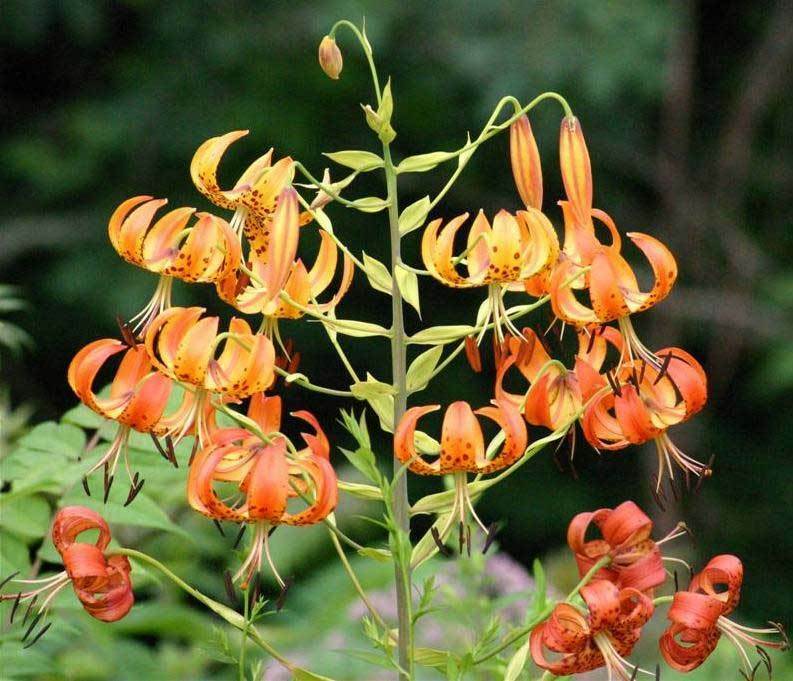 Lilium superbum | Turks-Cap | American Tiger | Turban Swamp Lily | 20_Seeds