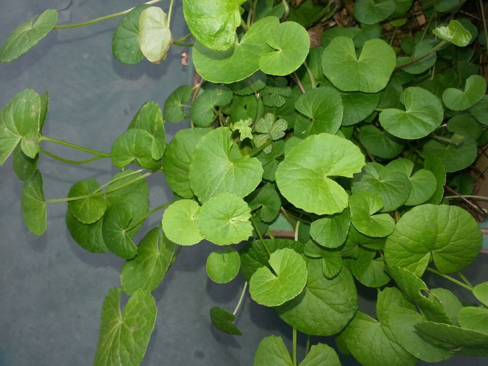 Organic Gotu Kola Seeds 400 Non Gmo Centella Asiatica Medicinal Herb Plant Seed